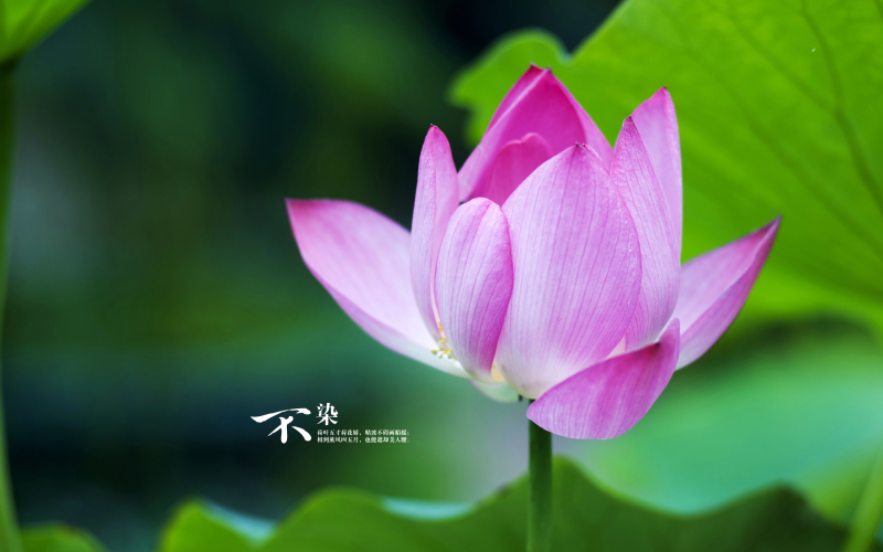 好的廣告聯(lián)盟有哪些(介紹國內(nèi)8大網(wǎng)絡廣告聯(lián)盟)